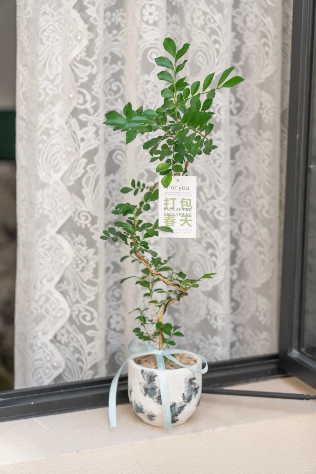 一进门就为这九里香着迷！??