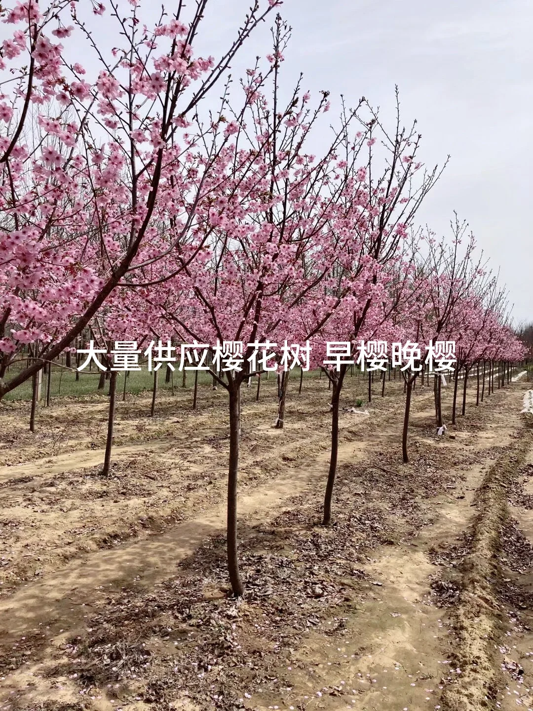 苗圃大量供应樱花树 品种齐全 价格美丽