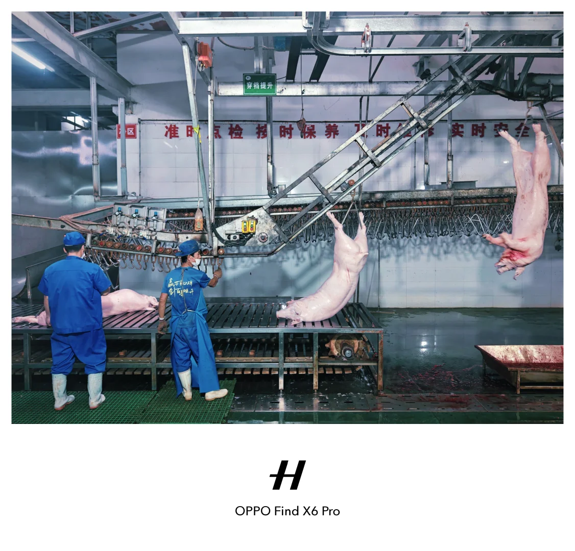 机械化生猪屠宰