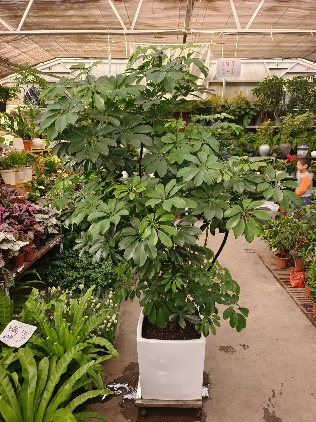 绿植软装是家里最好的软装?绿植软装