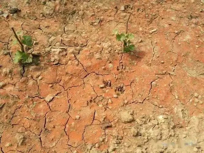 有机肥替代化肥：农业可持续发展的必由之路