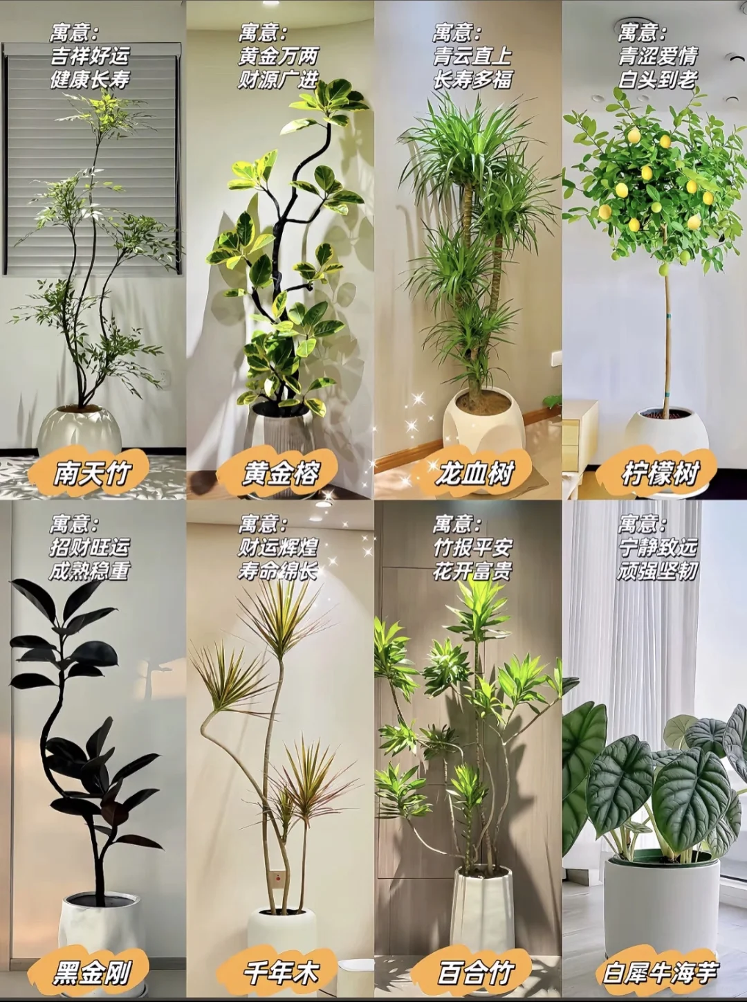 室内柠檬树推荐，你喜欢哪一款呢？