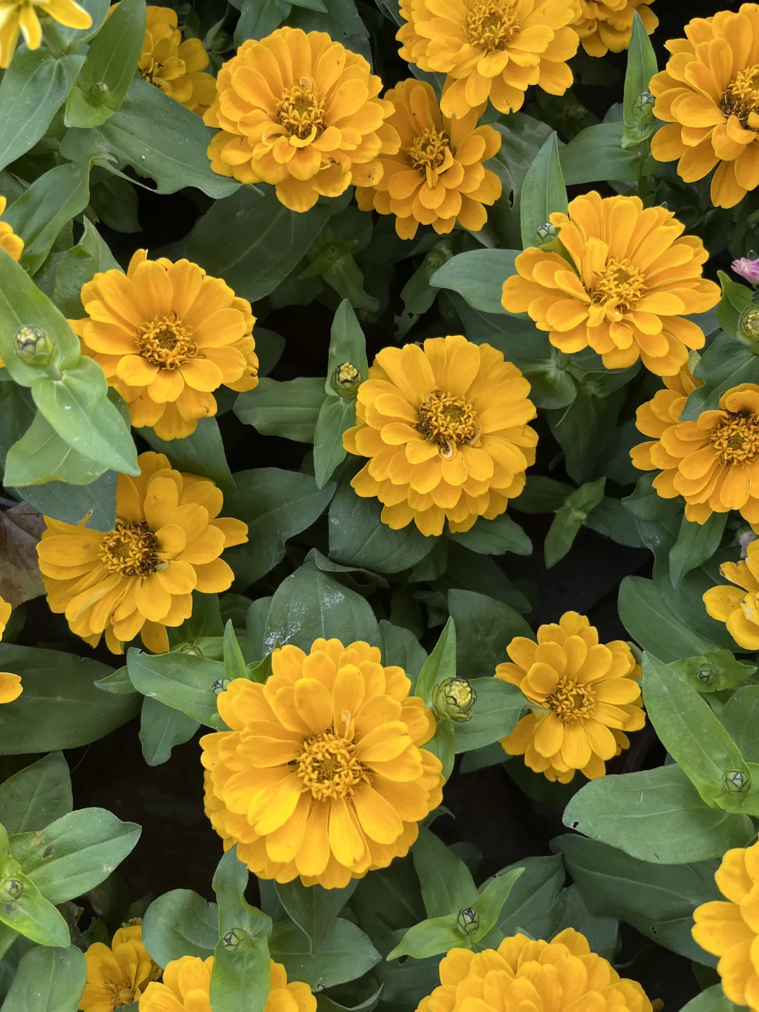 《百日菊，繁花》