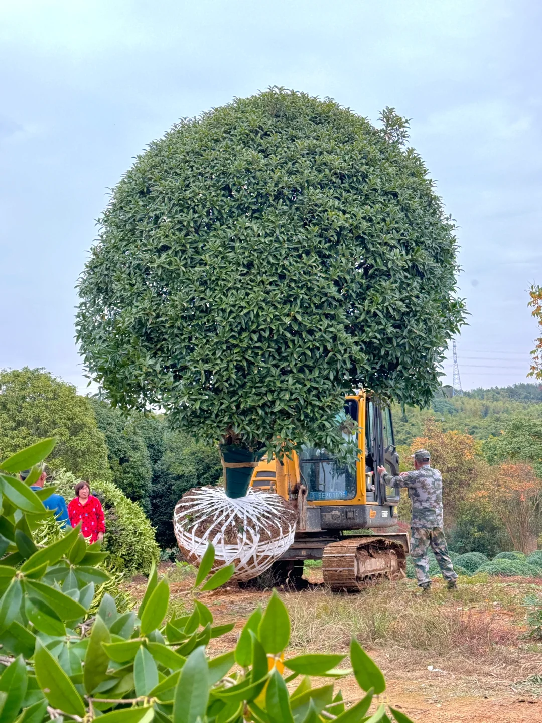 今天两大车桂花发往杭州??