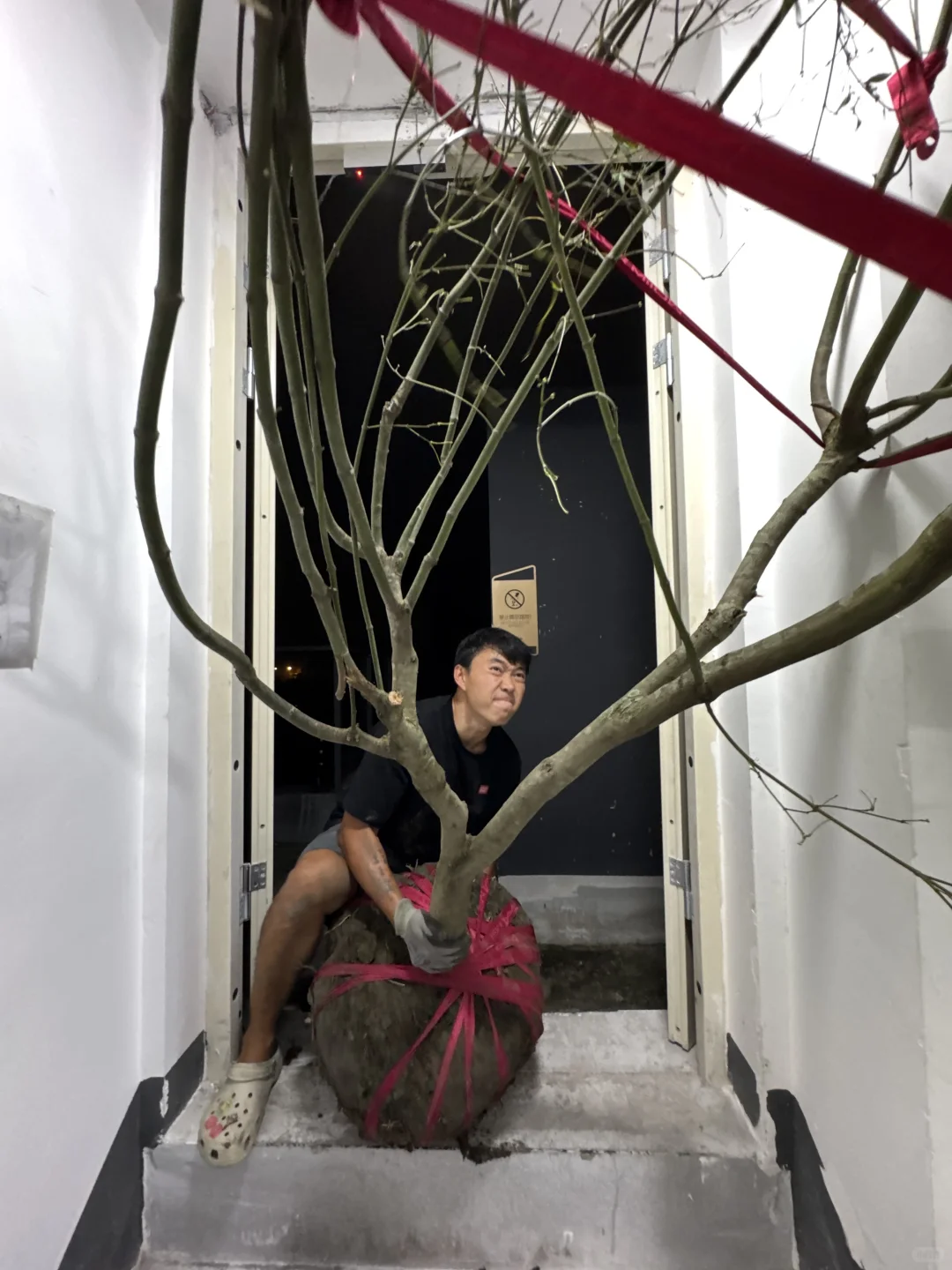 ?生活边角料|买了棵树? 很重很头疼