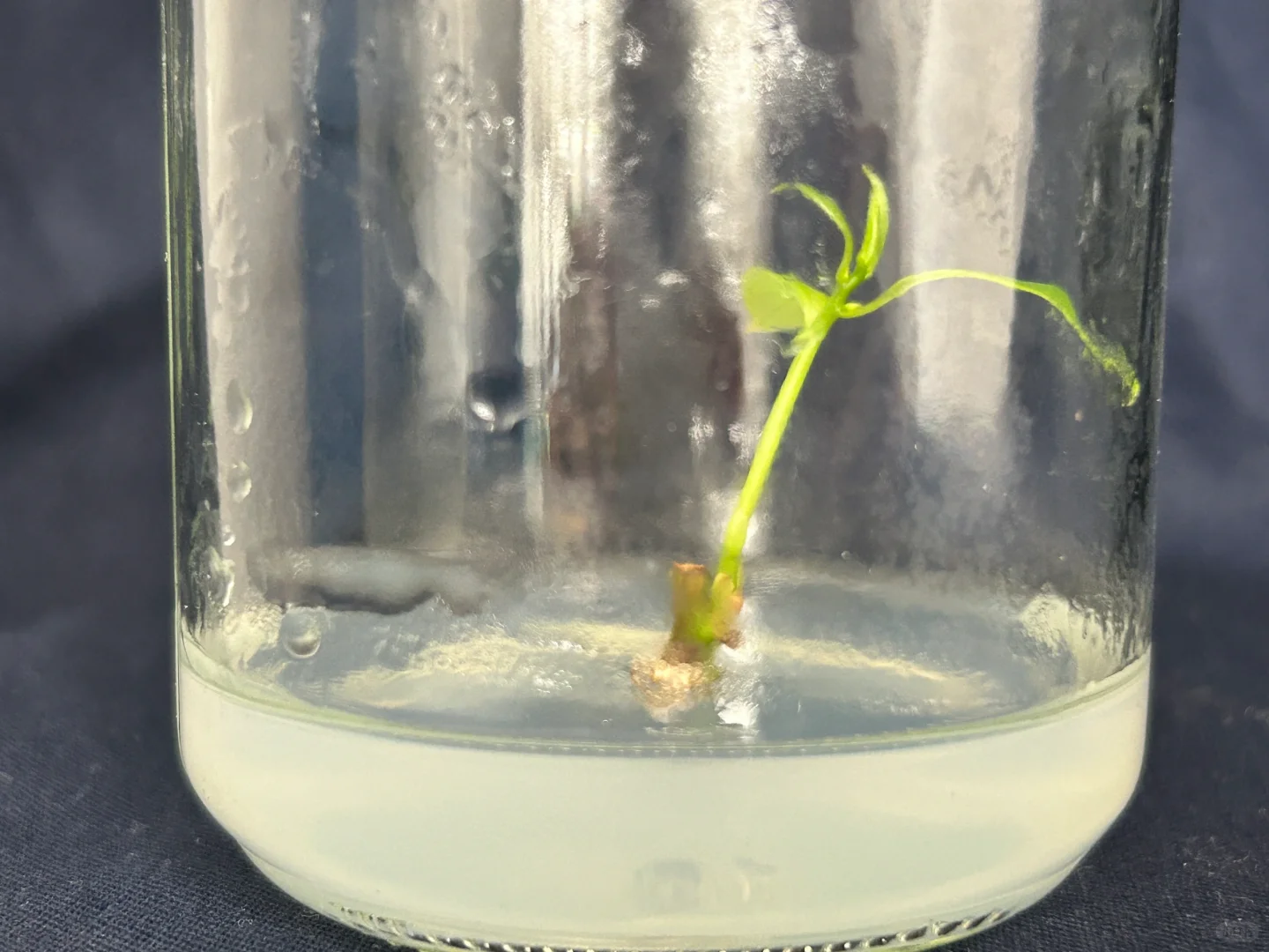 读研日记｜木本植物组织培养实验太神奇了