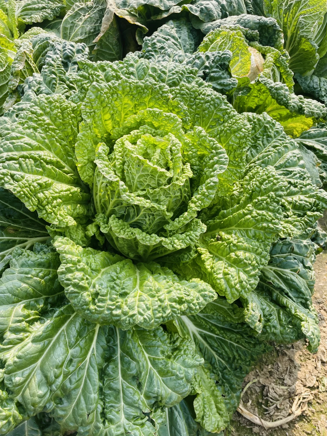 要吃就是绿色健康农家菜?