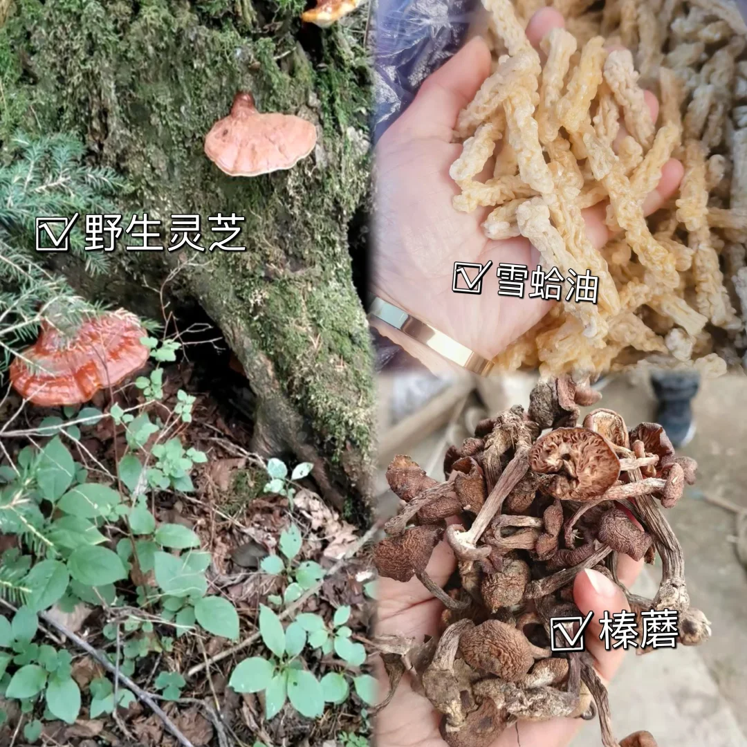 帮爹爹卖东北山货~