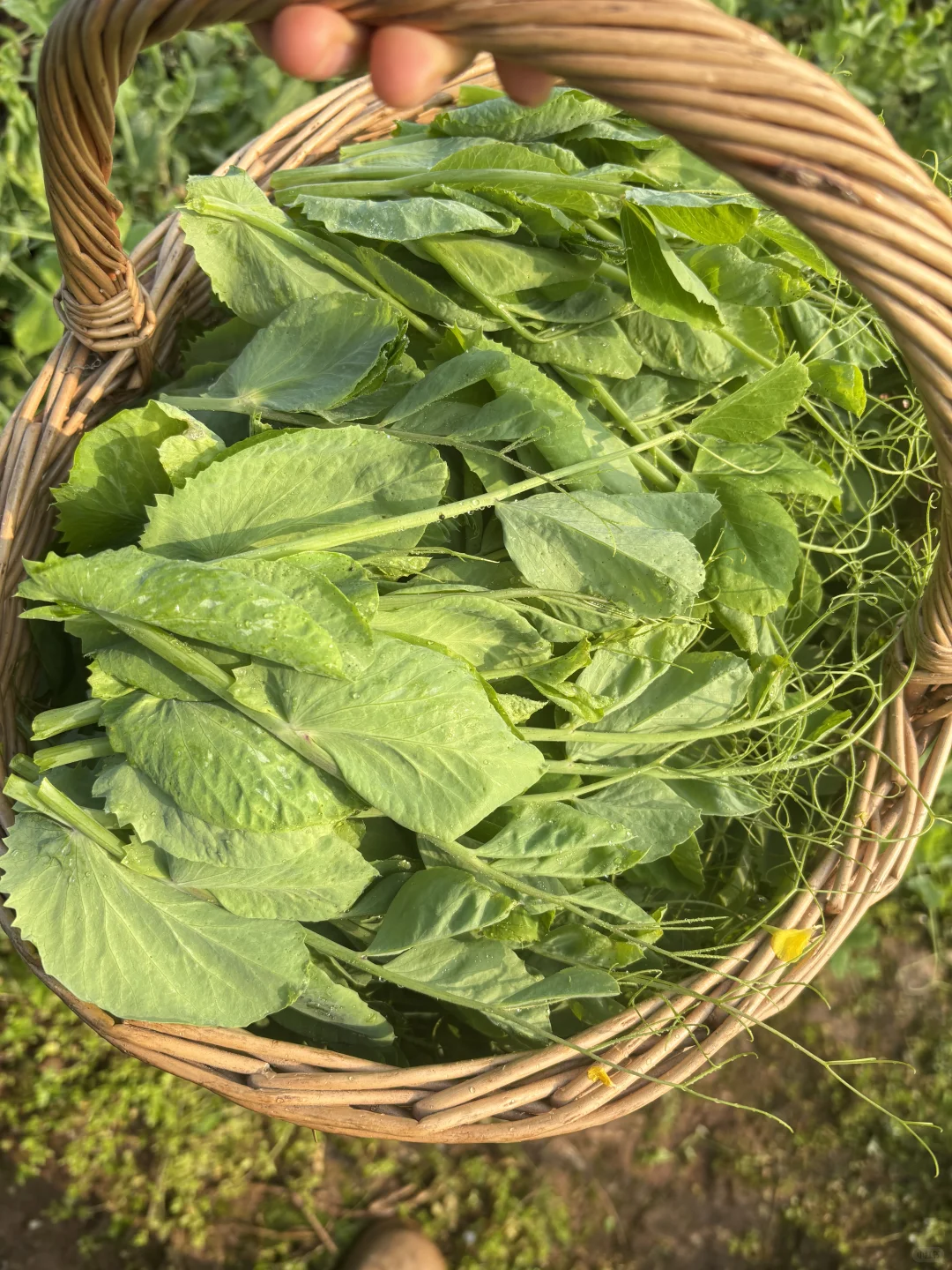 今天给小红书姐妹寄出的露天时令蔬菜拼