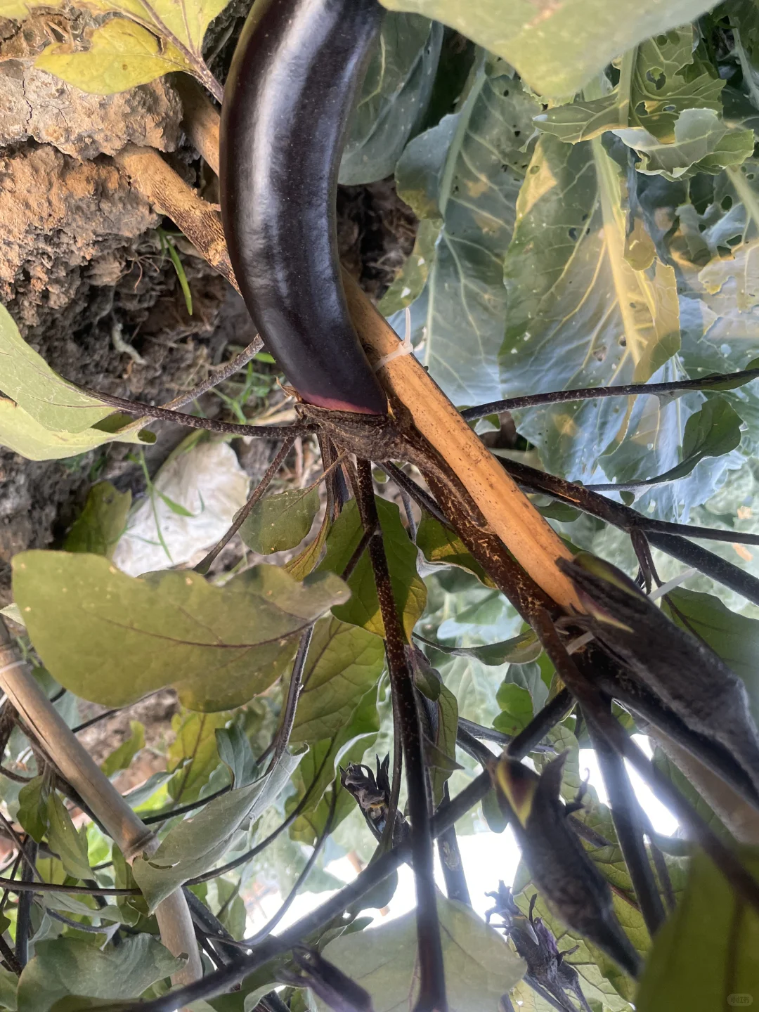 春种的蔬菜开始结果了