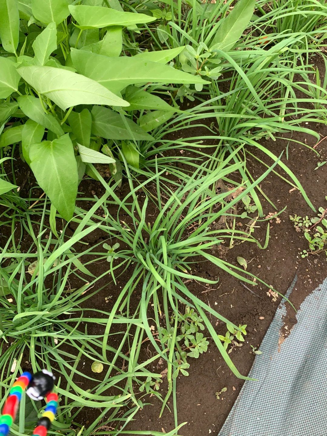 小小菜地，收获多多