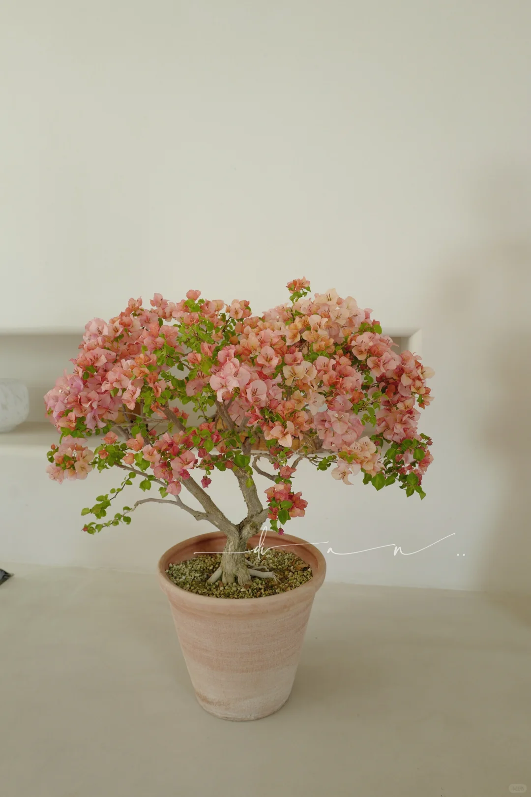 这棵大日落 每年开春都给我惊喜！