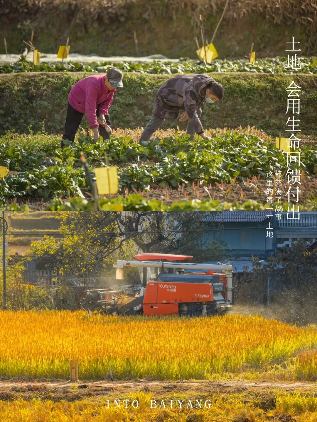 新农人招募令 | 1000亩农田净土在等你