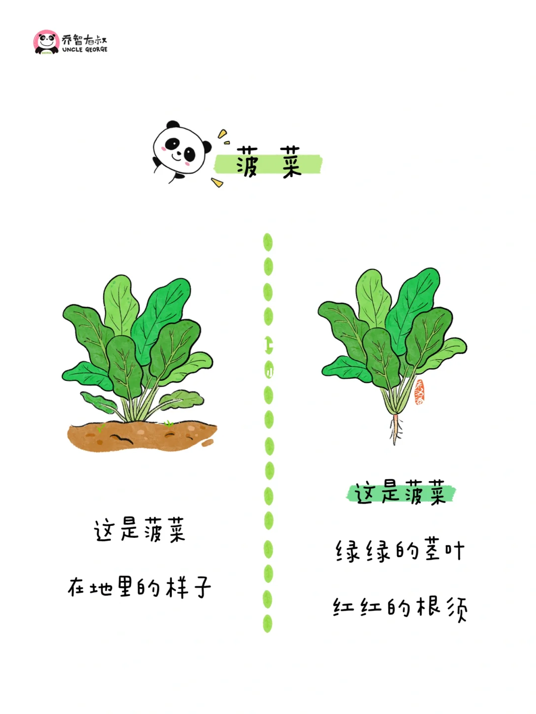 给小朋友的冬季蔬菜认知图鉴