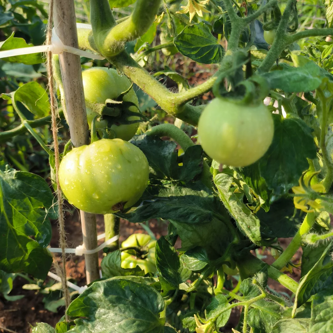 春季的播种迎来了夏季的丰收，自给自足真好