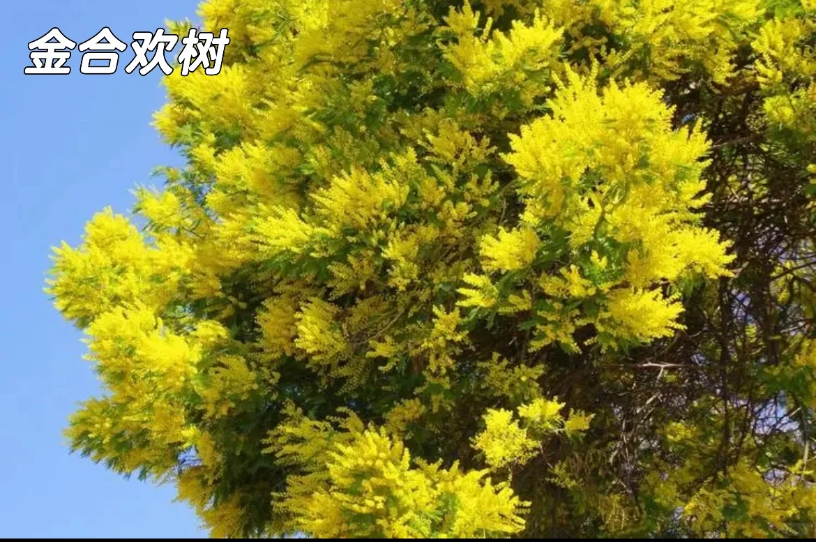 ?地理科普：澳大利亚古老植物?