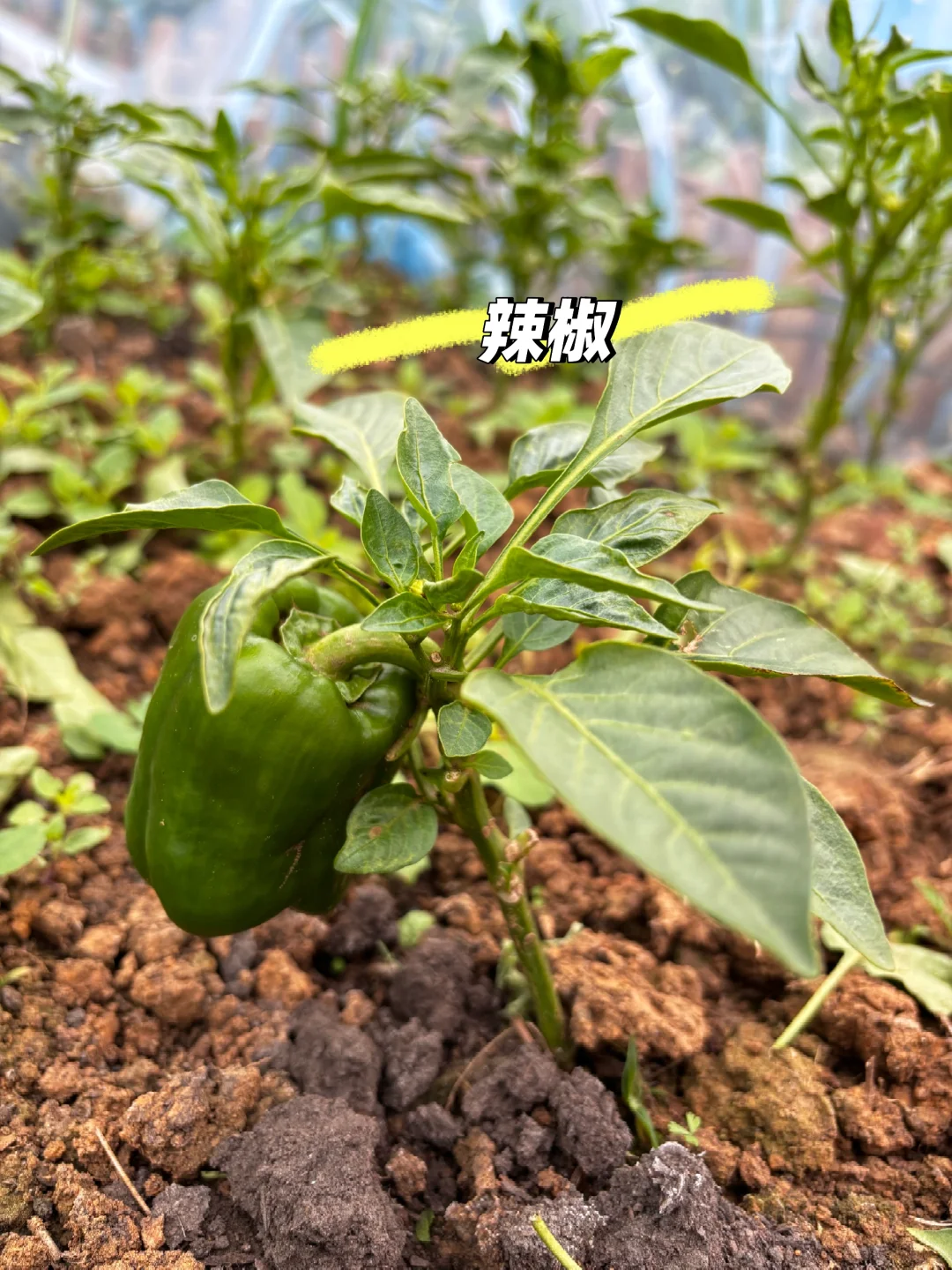 冬日里来逛菜园，看看菜园里面有什么？