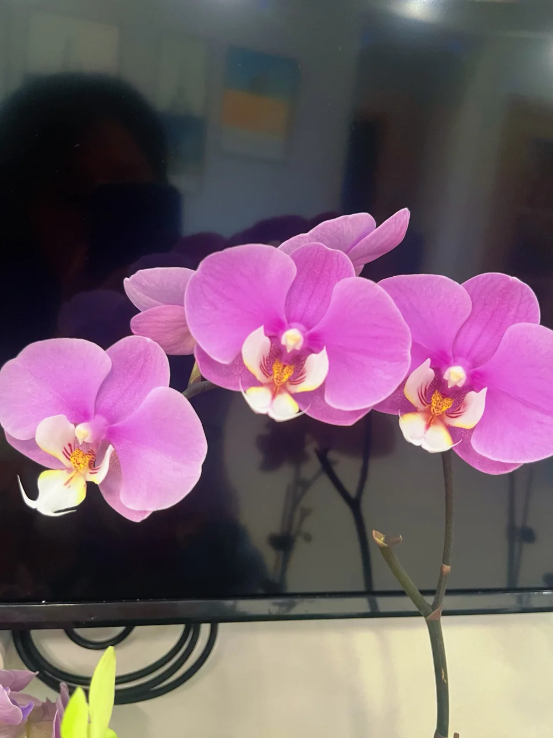 入蝴蝶兰坑才知！养它4招超关键?