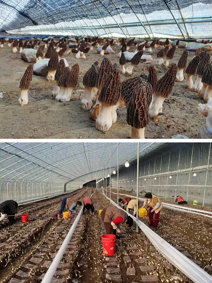 从产业价值看：为何要大力发展食用菌产业