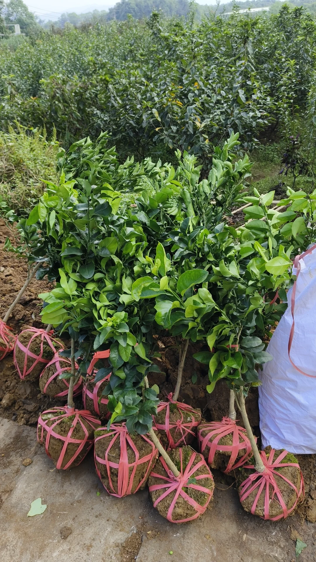 成都龙泉驿区果树苗基地