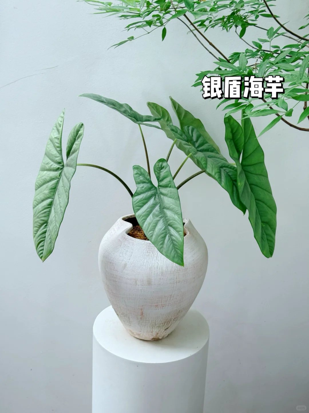 2025年最受小仙女喜爱的10款盆栽它来了❗️?