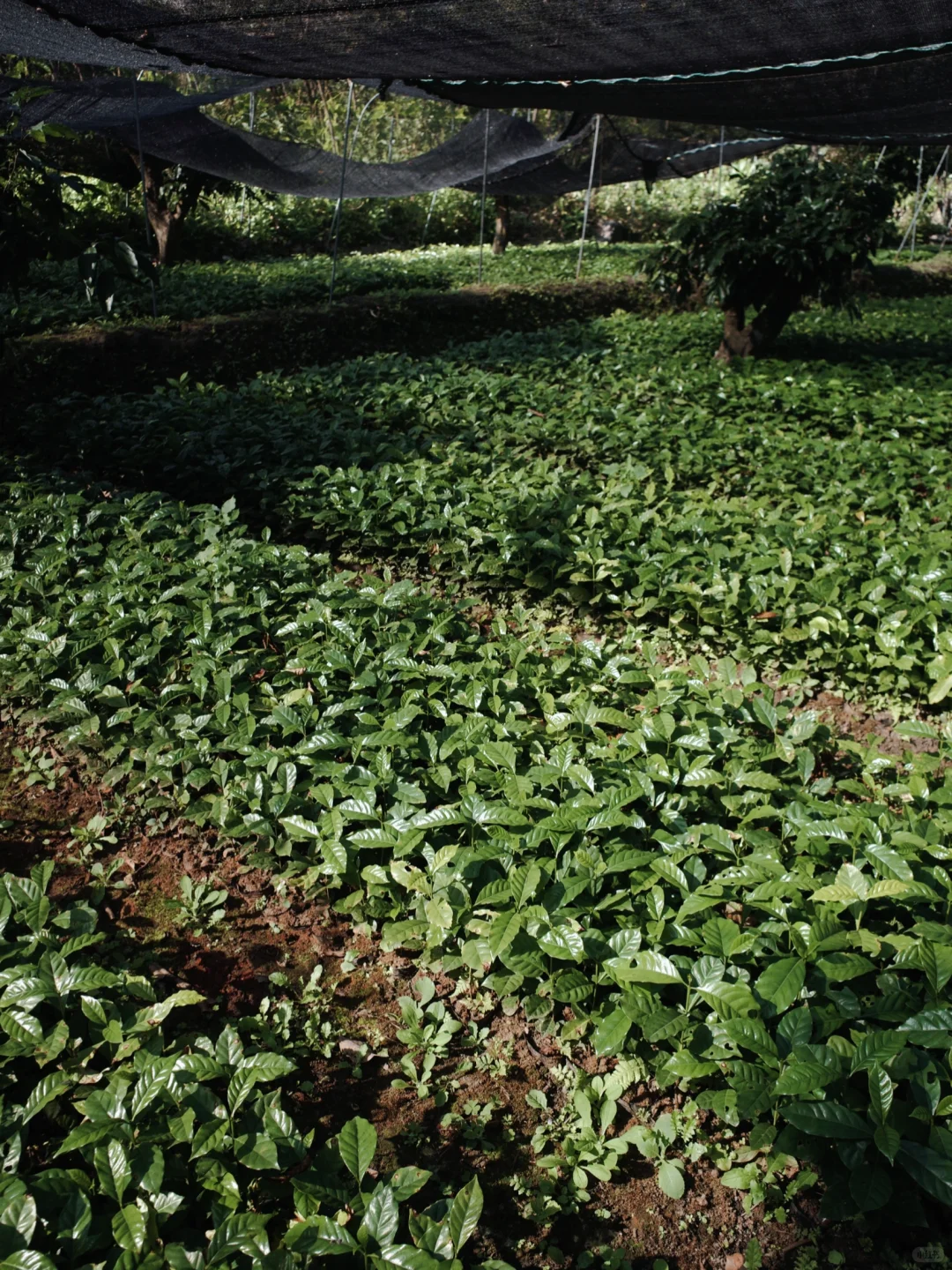 出售10万株瑰夏树苗