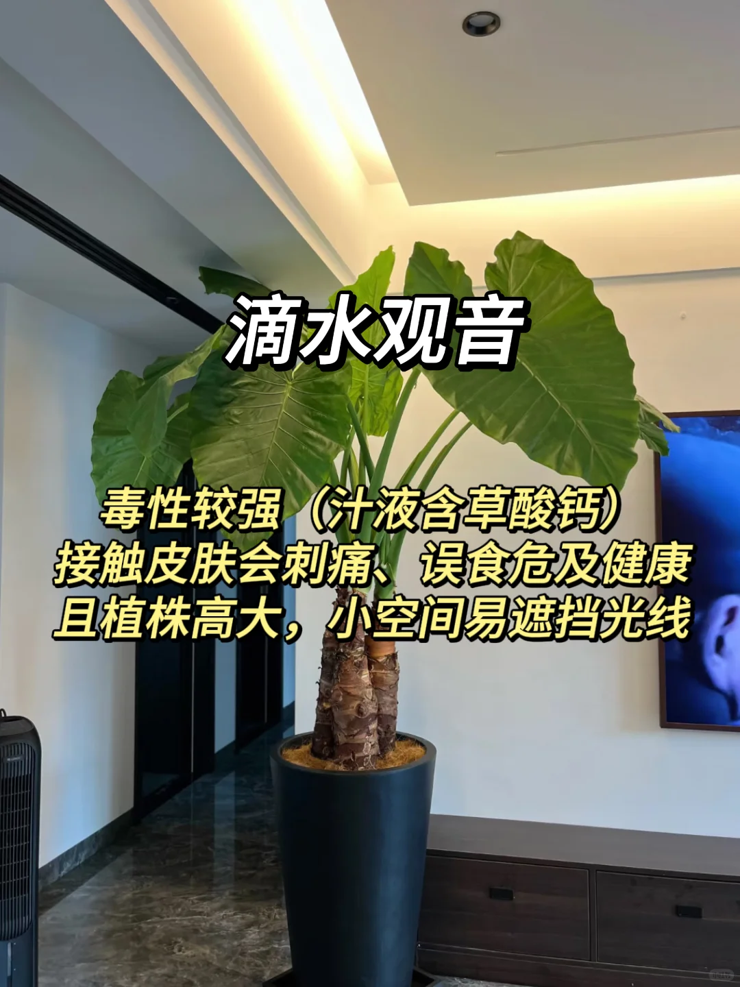 血泪教训！家庭绿植选这些才不踩坑?