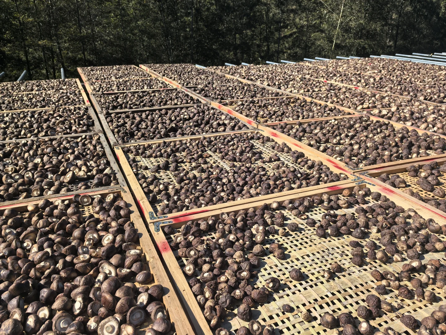 香菇，你就是我的精神粮食香菇???