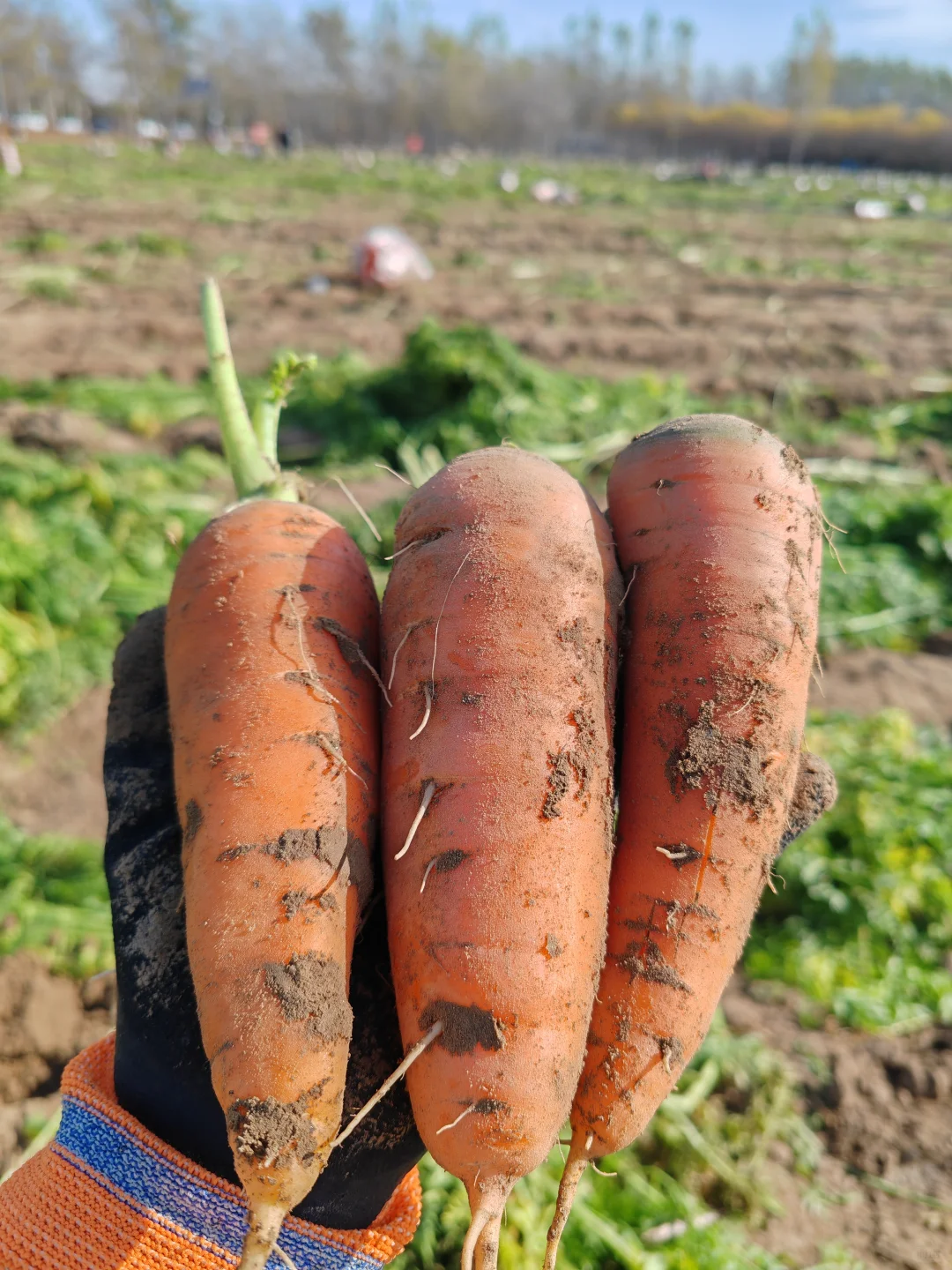 11.10?，超级营养的胡萝卜捡起来