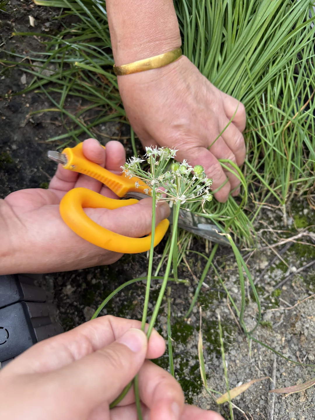 Plog秋天啦 种什么菜合适
