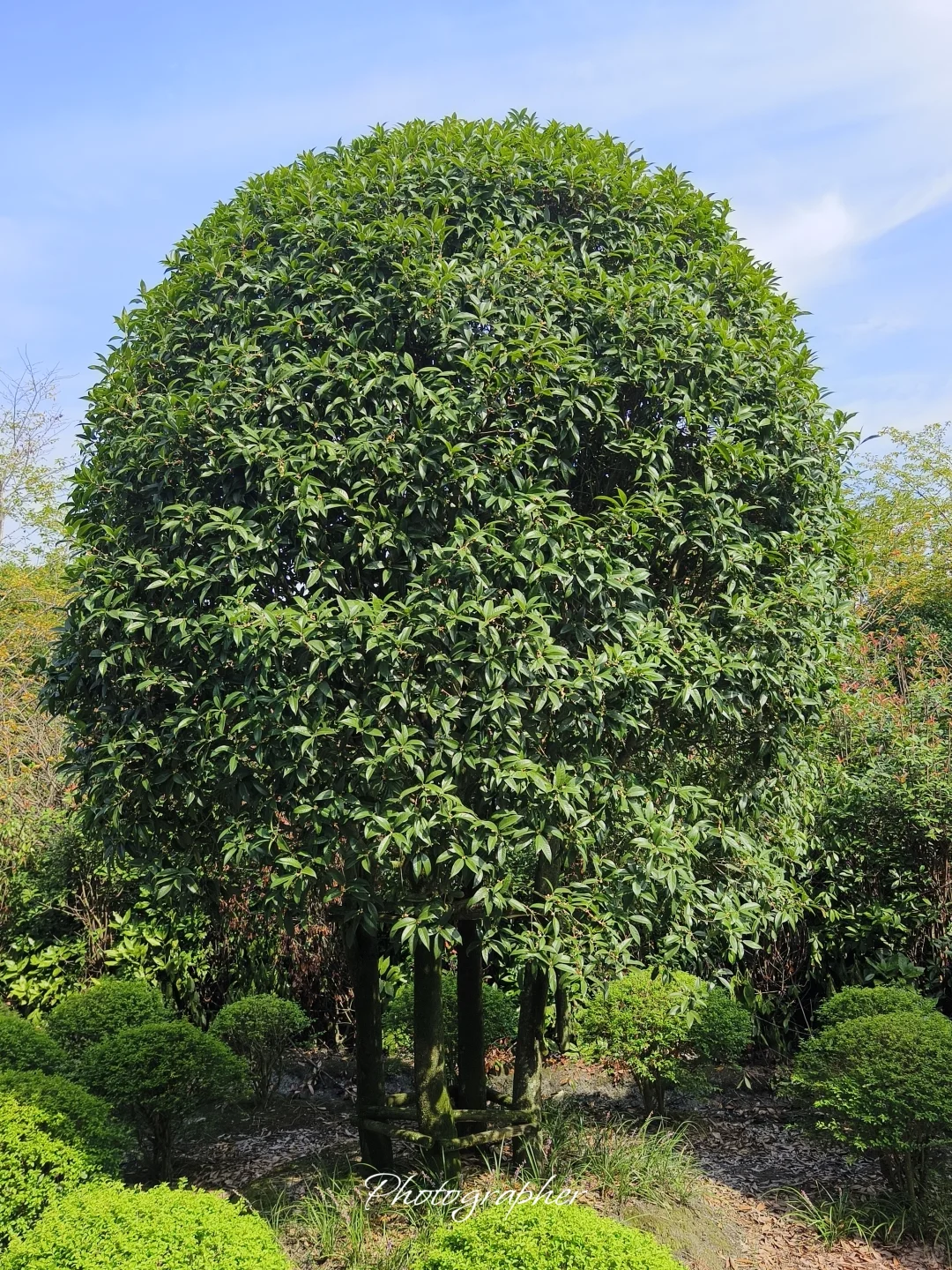 成都本土园林基地
