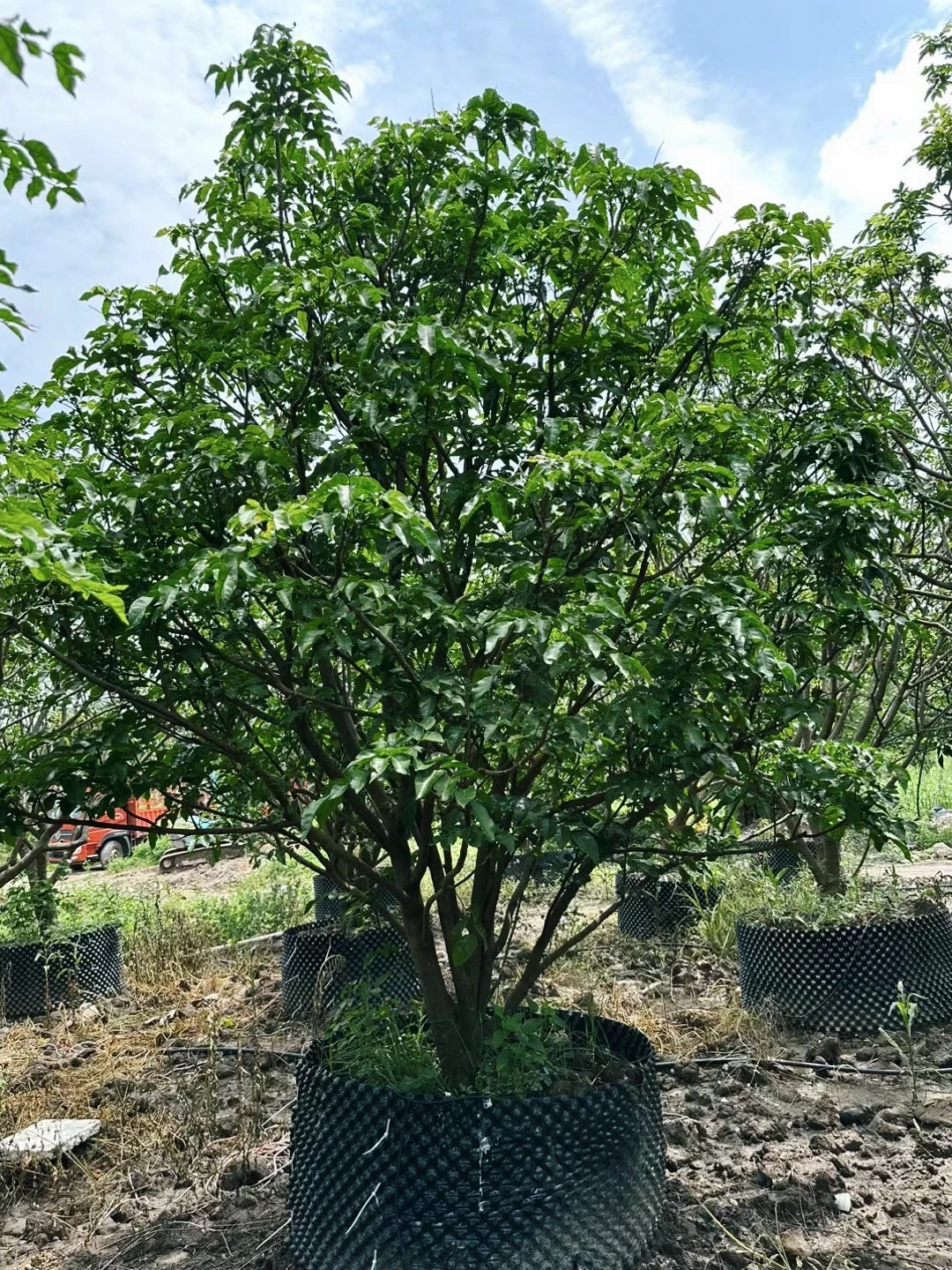 优等黄皮移植树苗