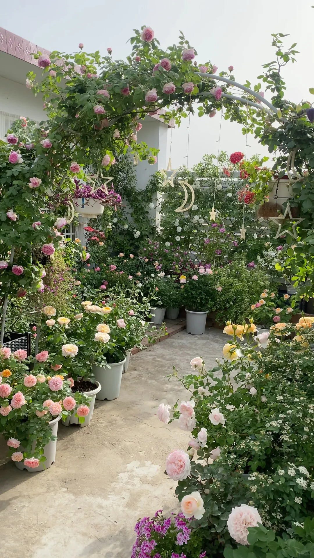 分享一下自己的月季养护经验