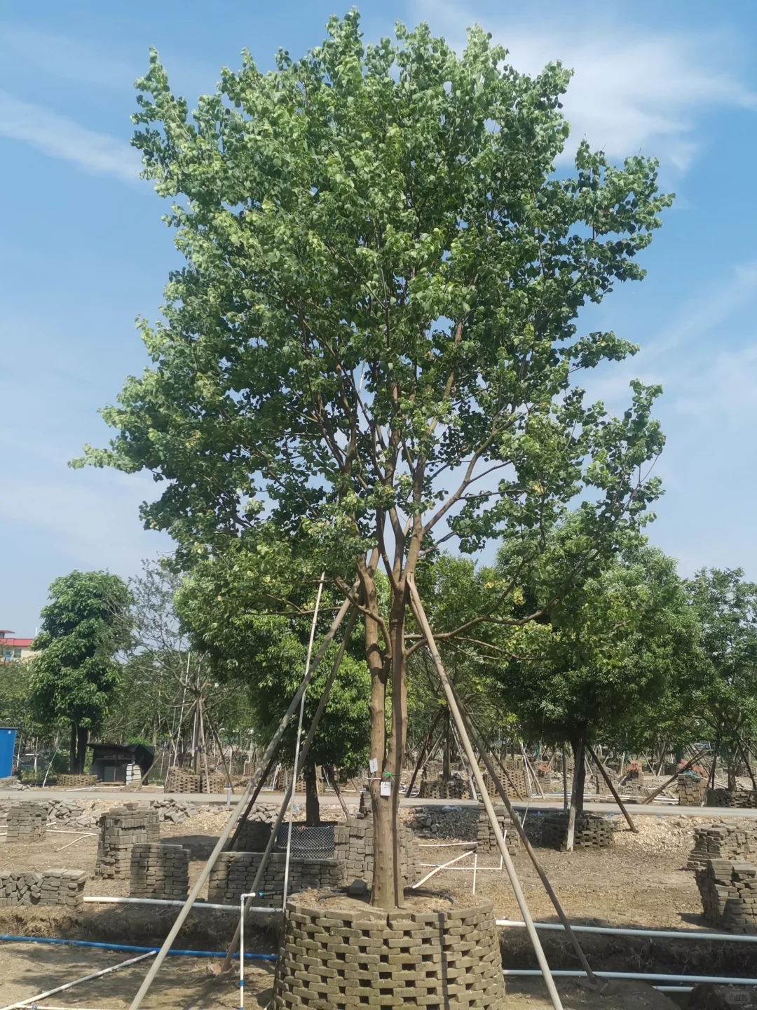 大乌桕+小乌桕均有货