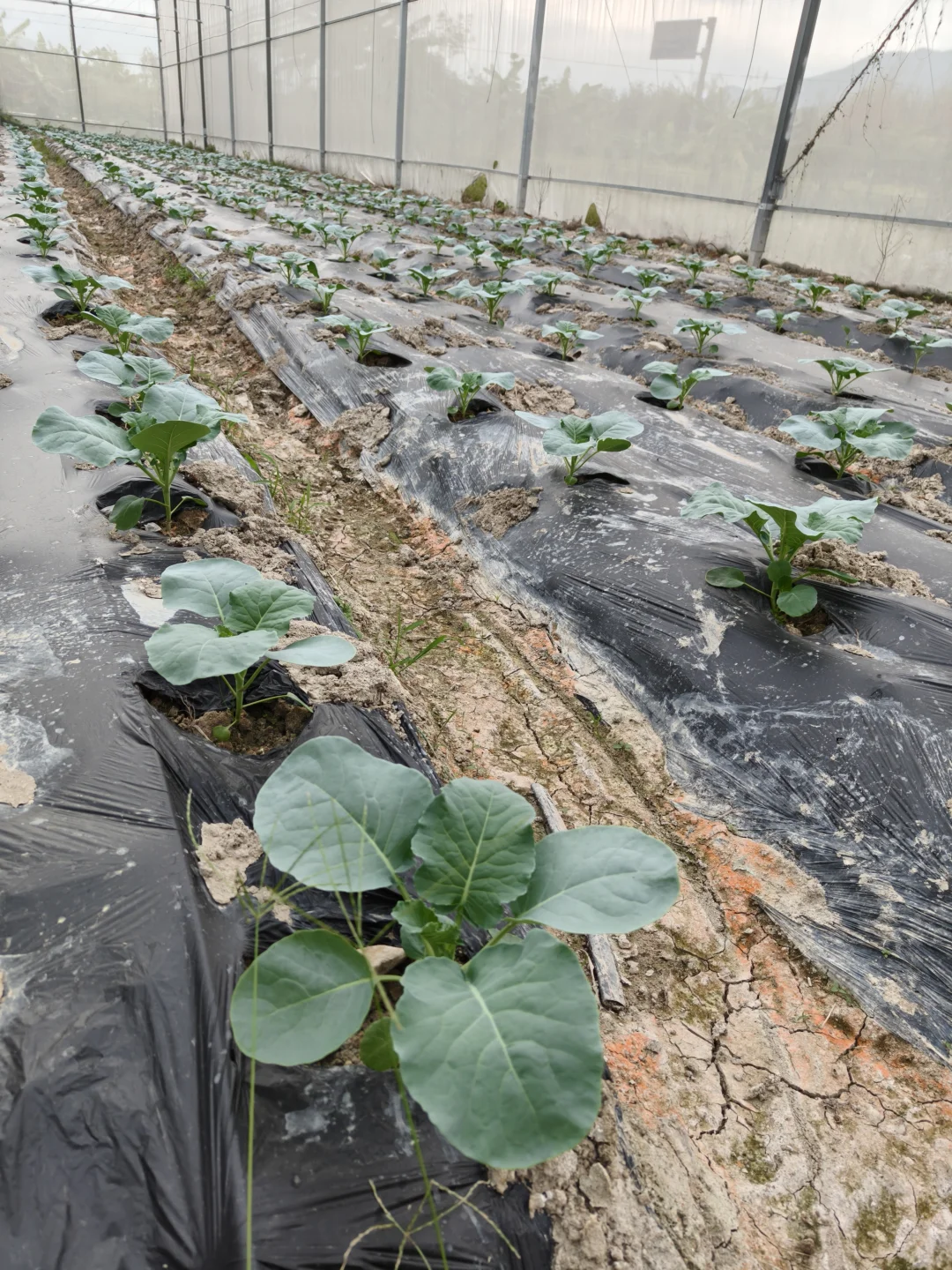 朝阳行业?我的新农人日记✨