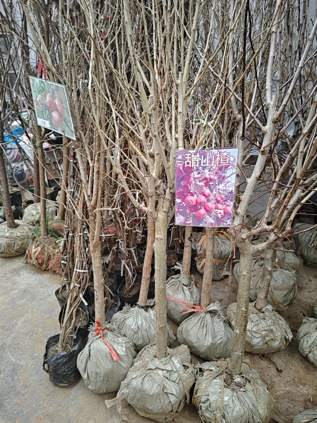 银川需要种树的小伙伴们看过来