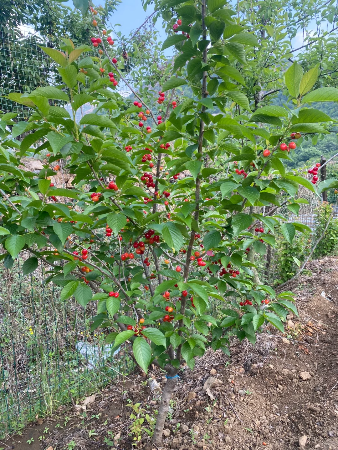 带分枝老品种中华小樱桃树苗