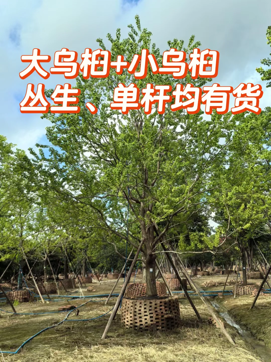 大乌桕+小乌桕均有货