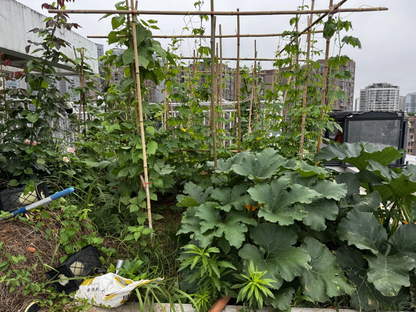 我的菜园丰盛了