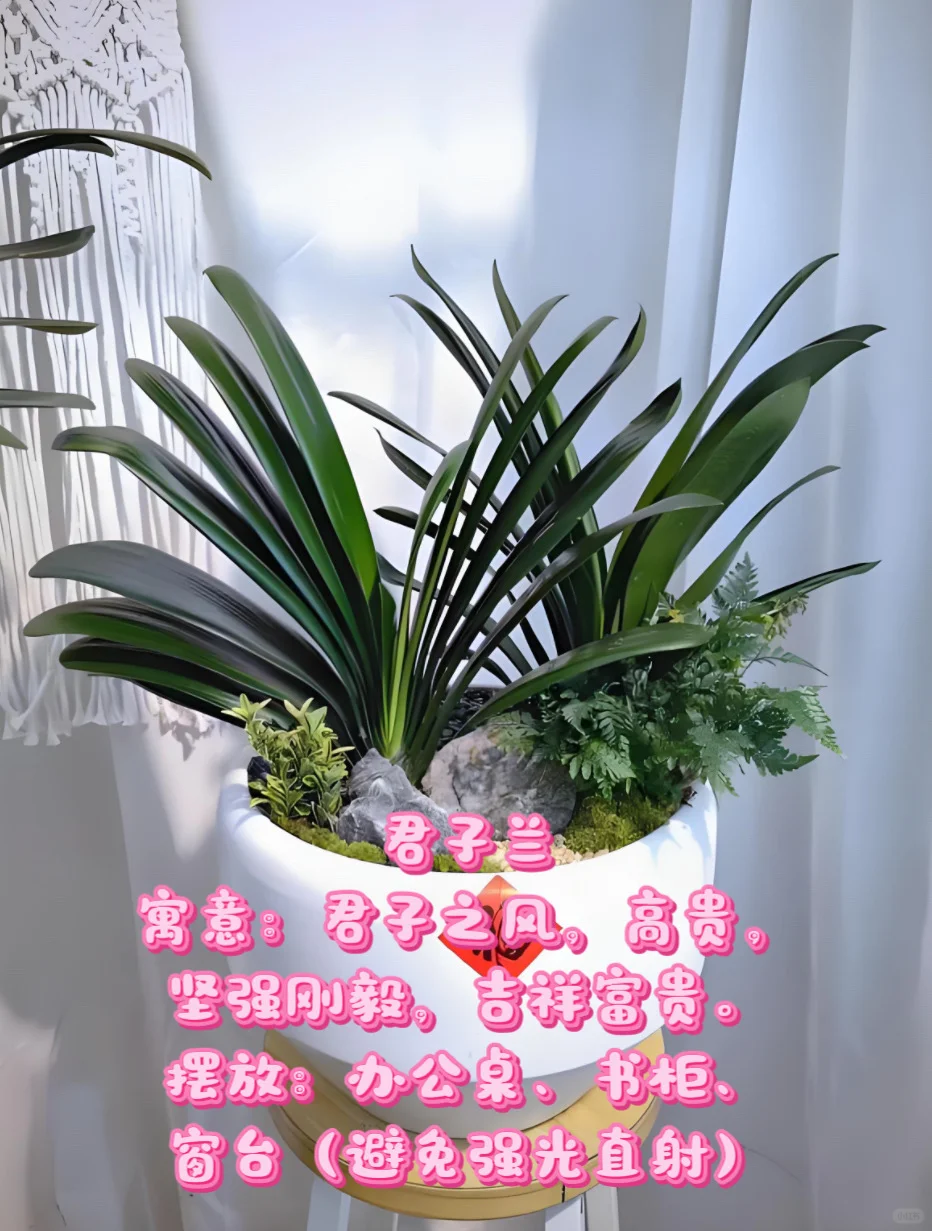 中山｜绿植租赁｜老板办公室植物推荐✨