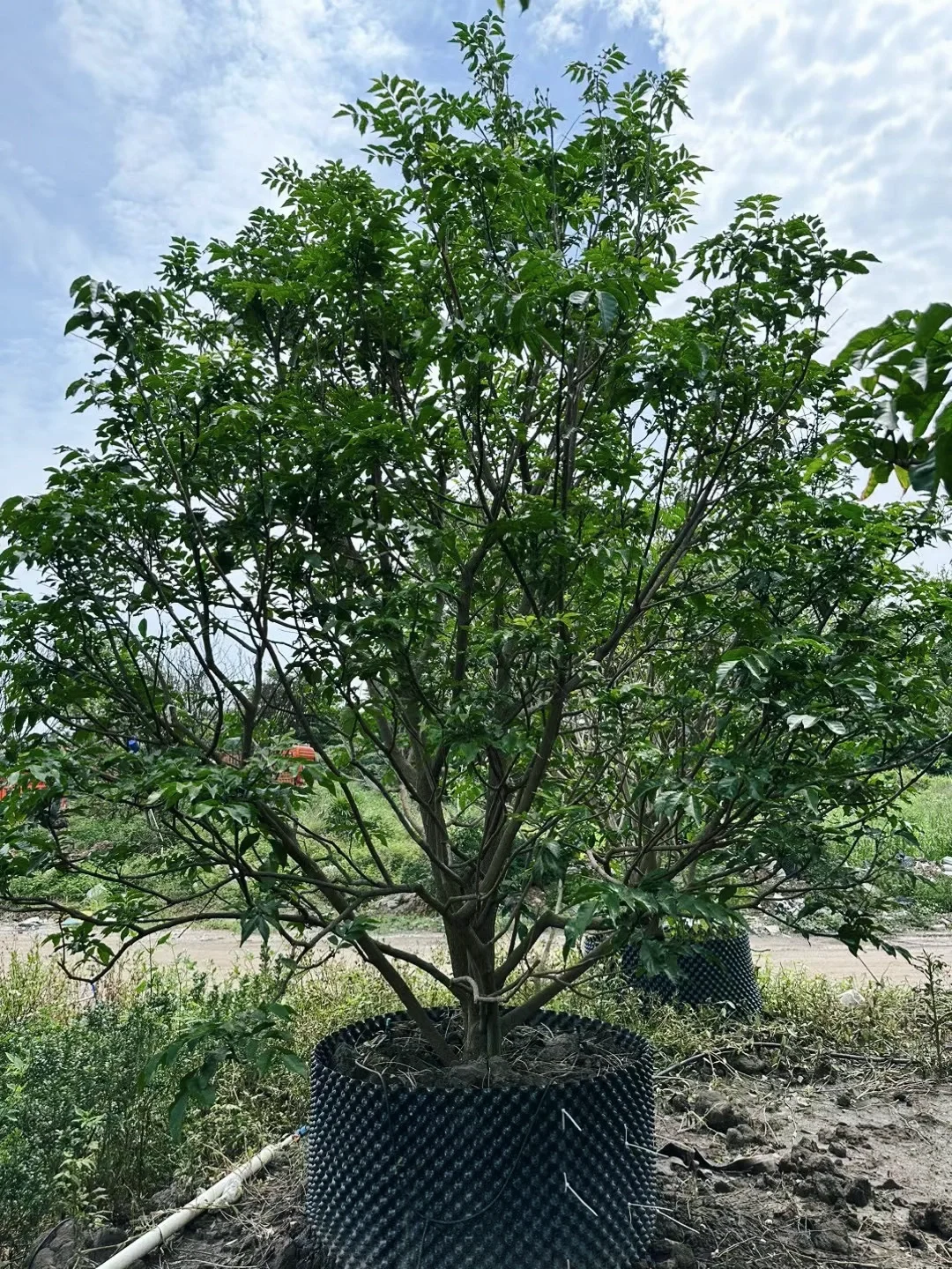 优等黄皮移植树苗