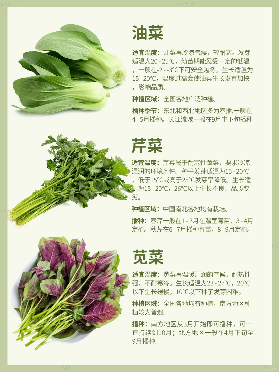 4月种菜季 | 超适合种的叶类菜?