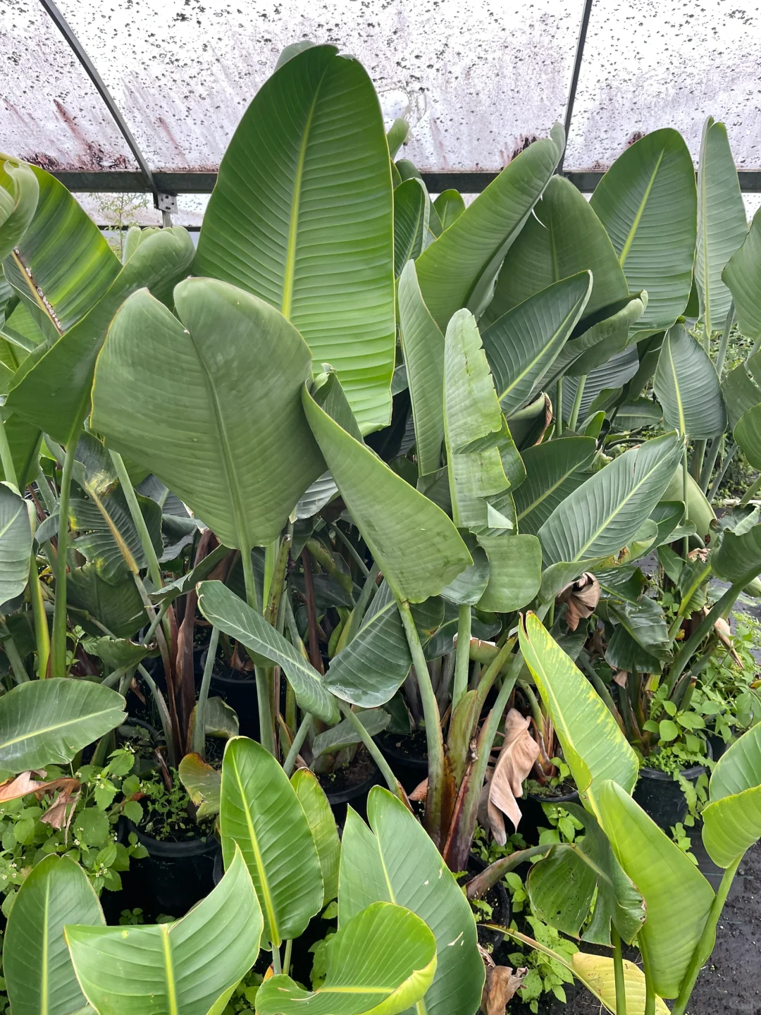 苗圃日常的打理