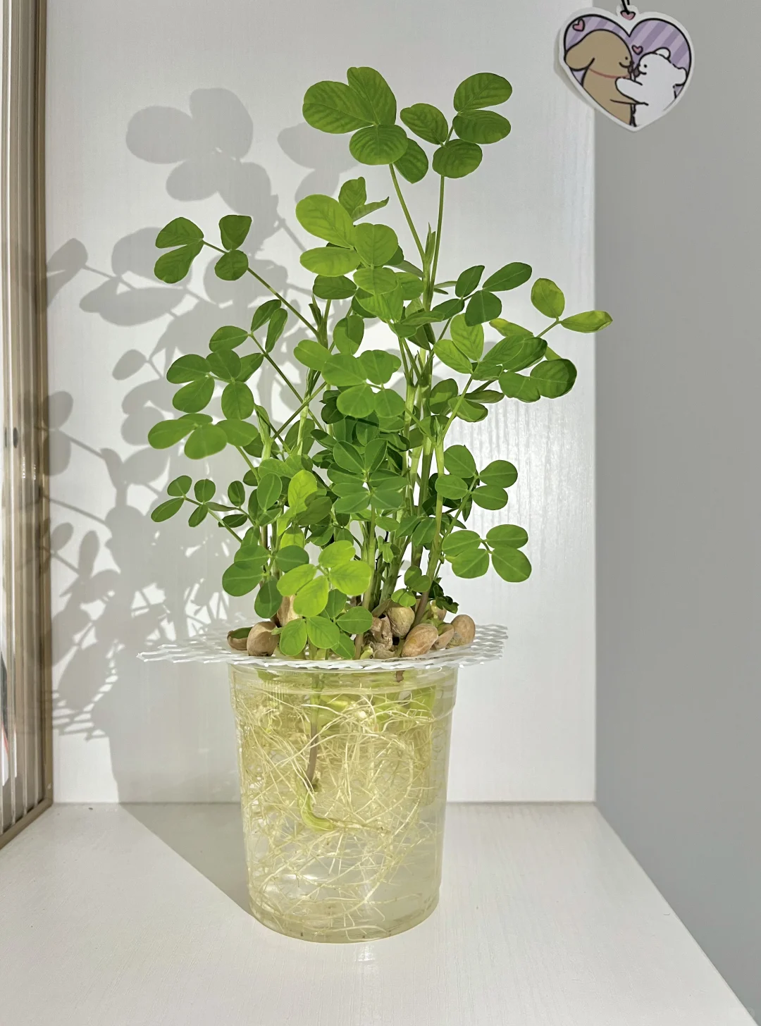 Hydroponic vegetables 水培各类蔬菜