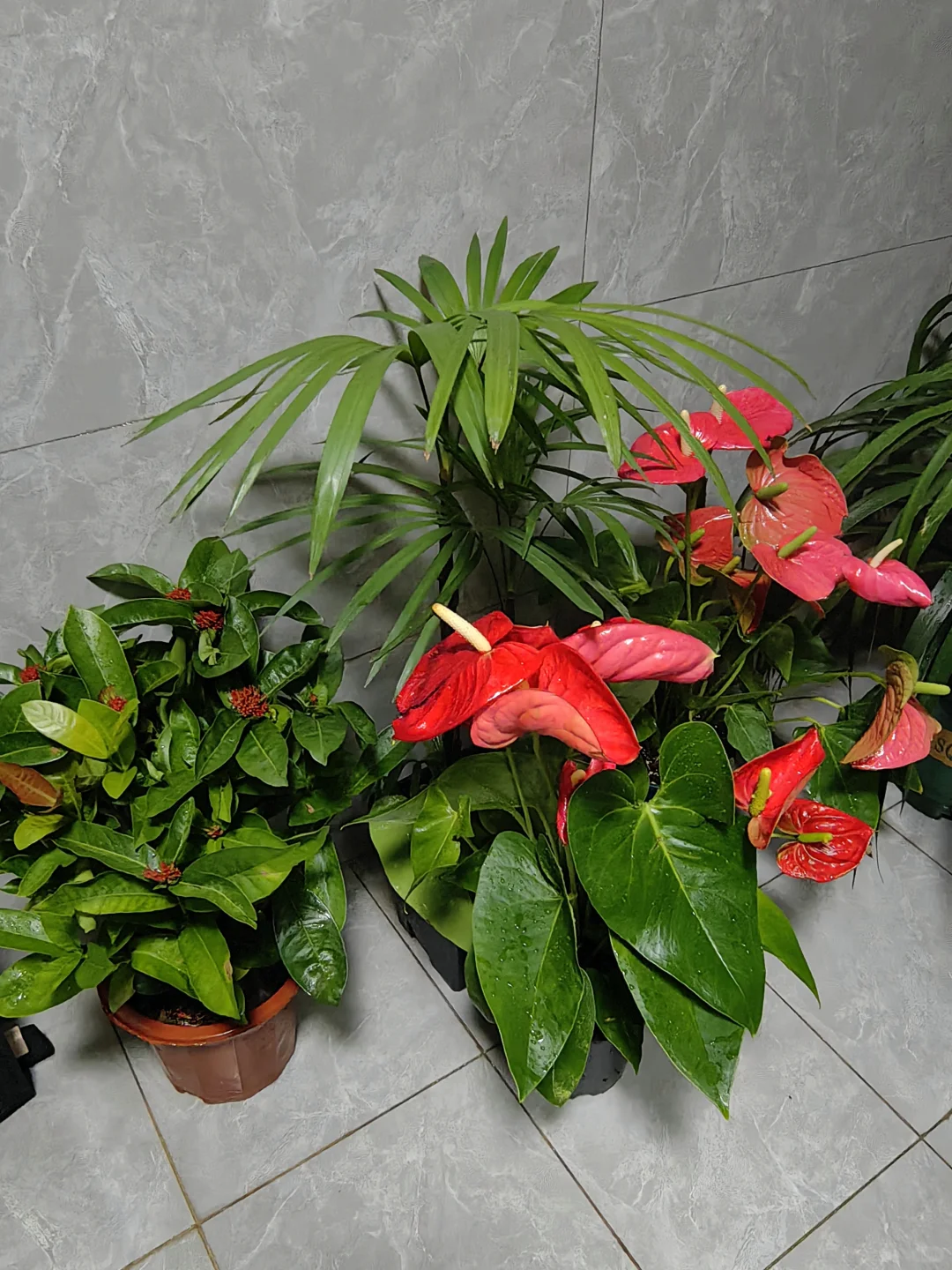 五十三块钱淘来的一堆绿植，也没有谁了吧！