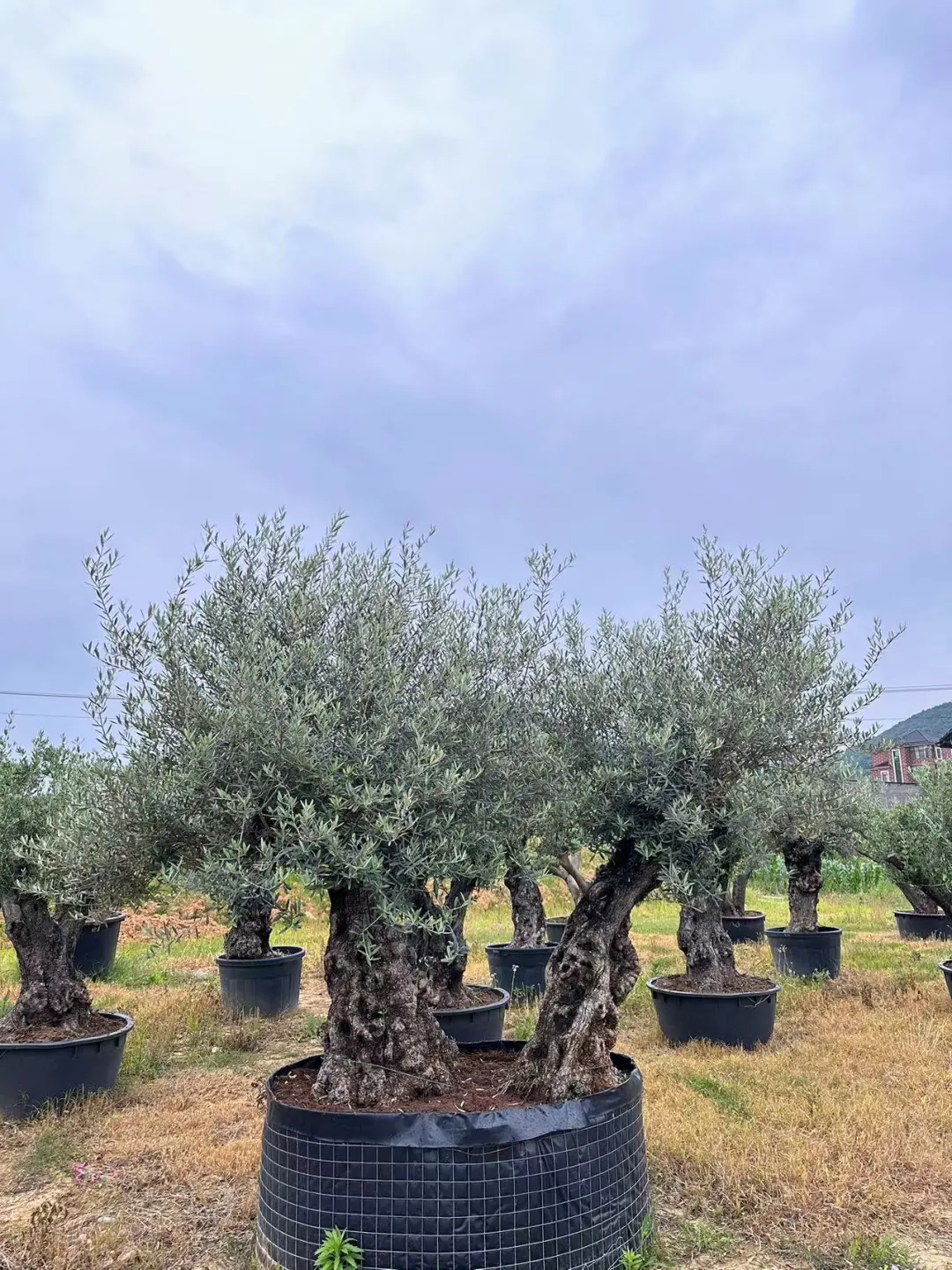 这颗树种院子里被问爆啦‼️