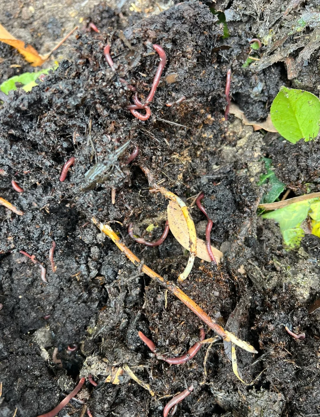 蚯蚓改善土壤