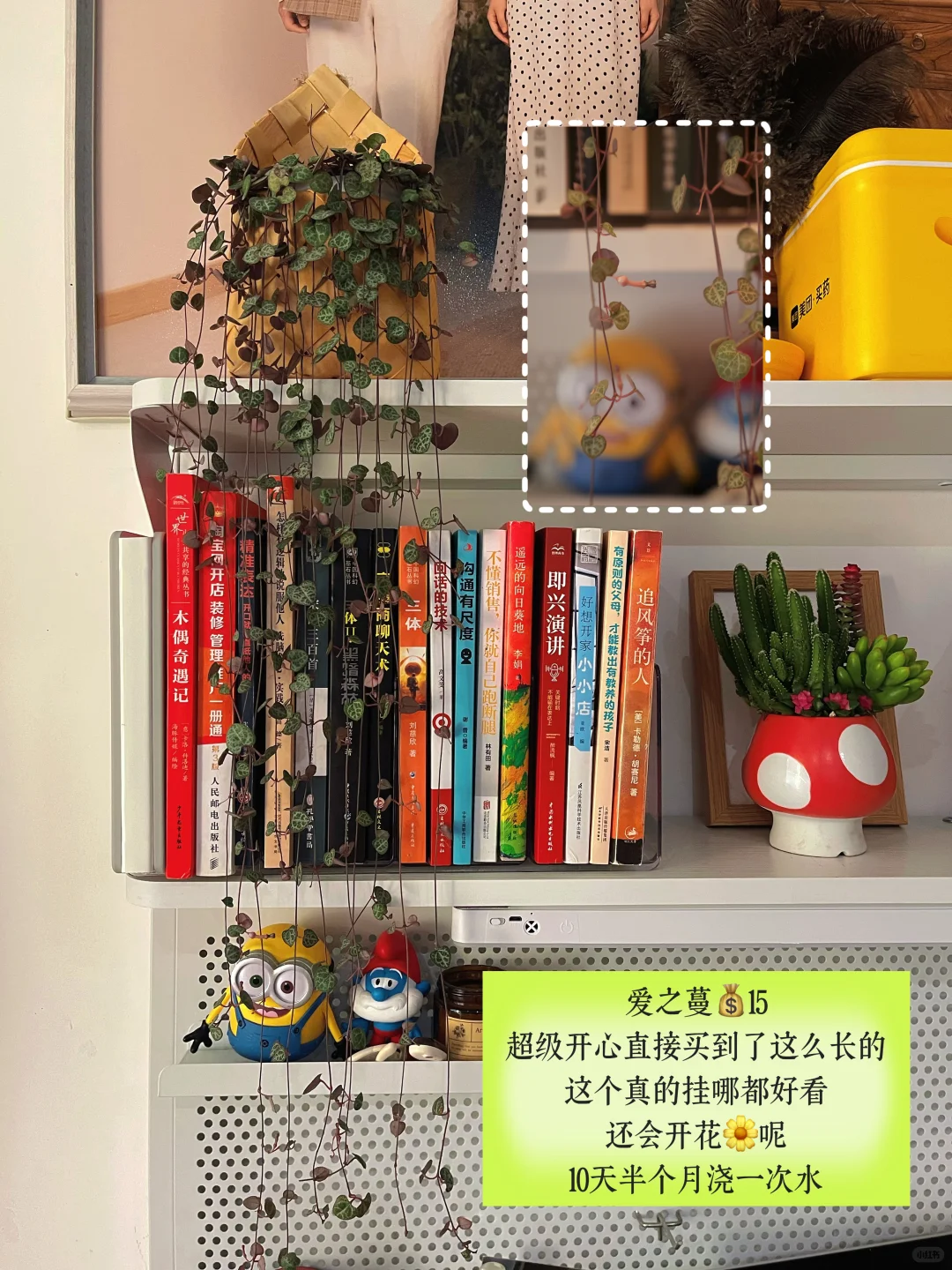 超适合小空间的垂吊植物搭配,简直美翻了心