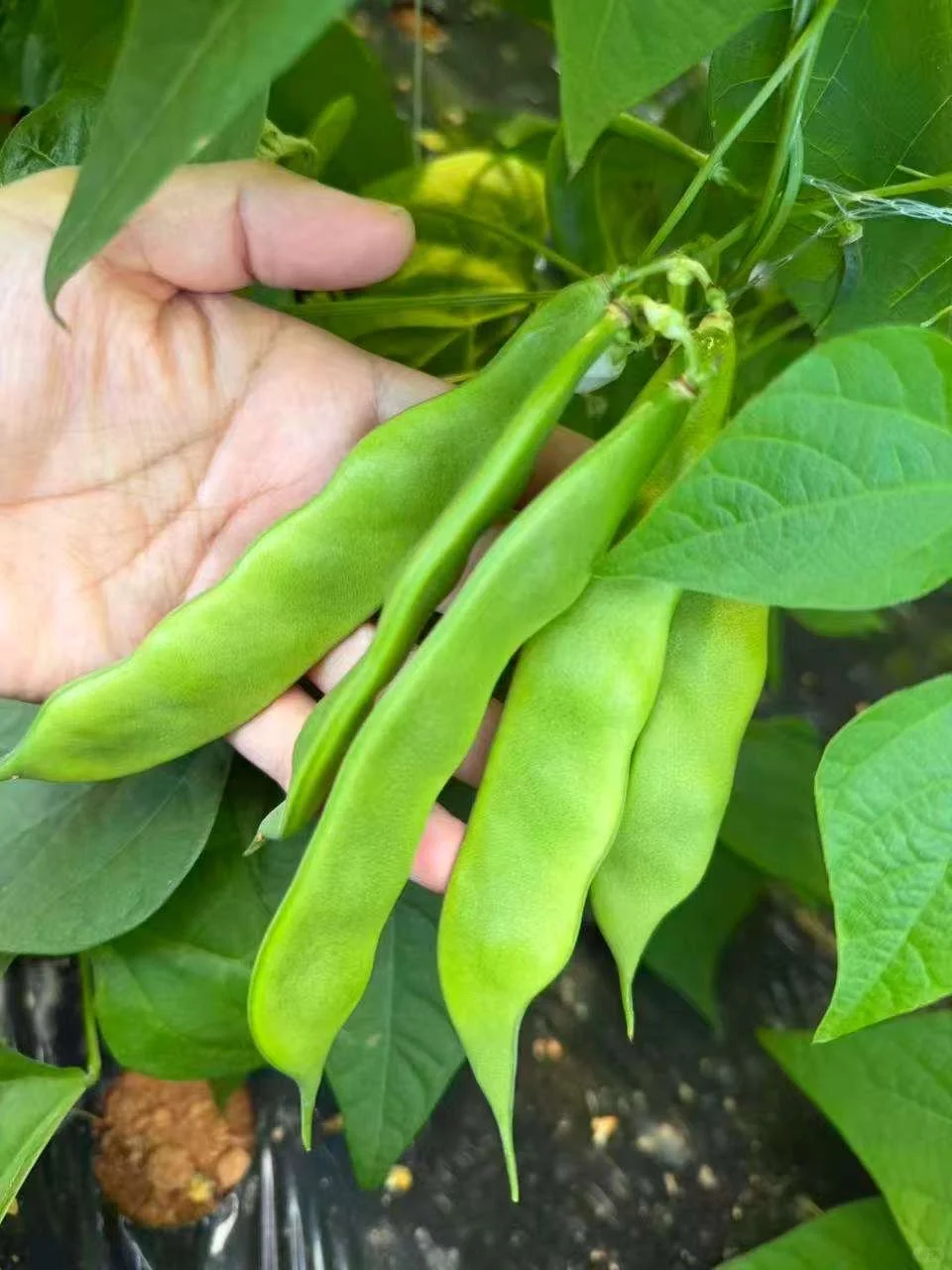 在韩种植的豆角，自己的大棚，保质保量