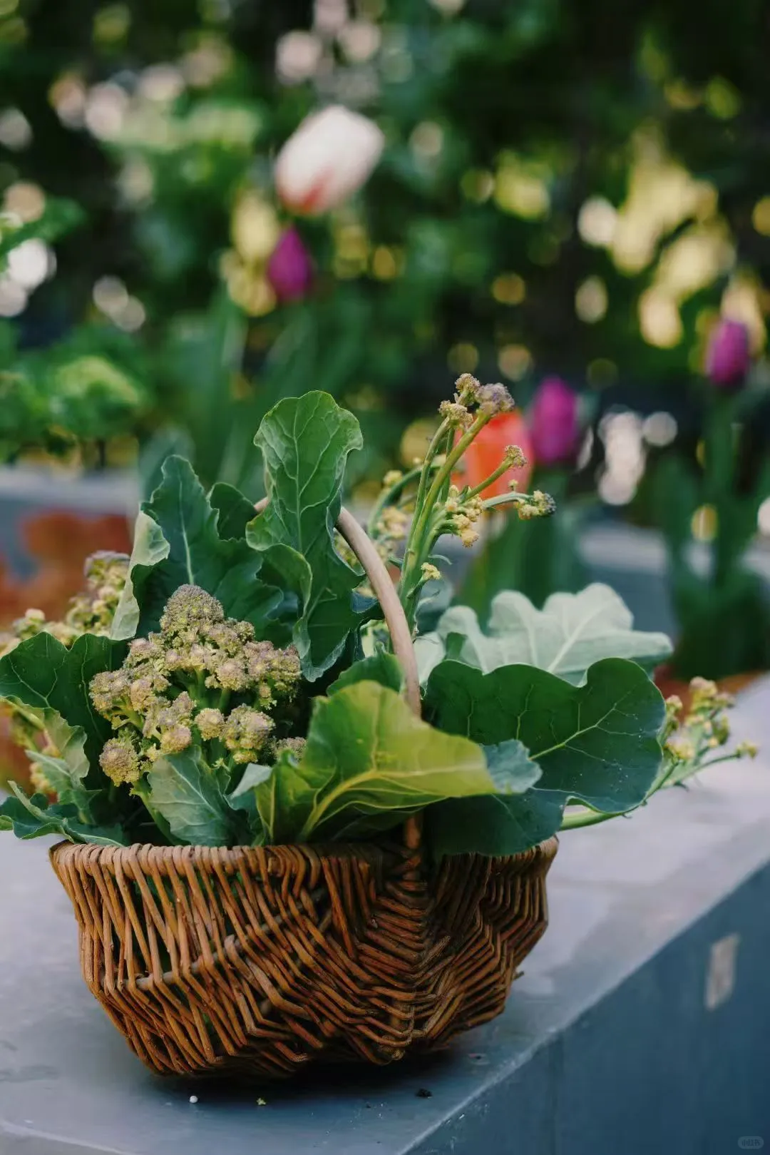 一年一度种植胡萝卜的季节到了，每年丰收季